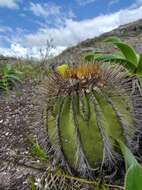 Image of Uebelmannia pectinifera subsp. flavispina (Buining & Brederoo) P. J. Braun & Esteves