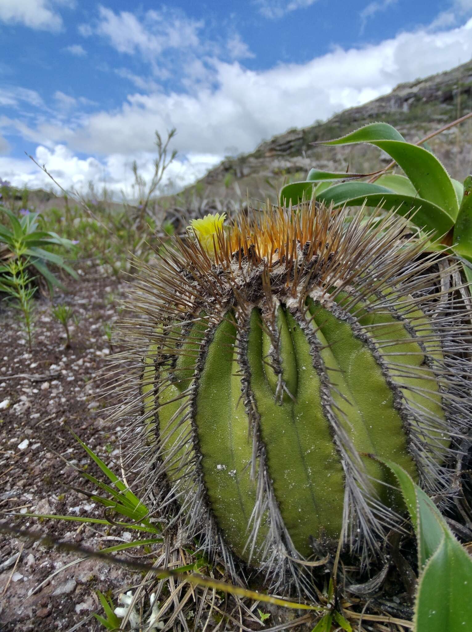 Image of Uebelmannia pectinifera subsp. flavispina (Buining & Brederoo) P. J. Braun & Esteves