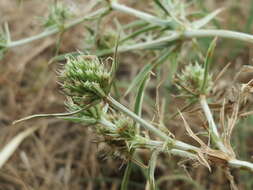 Image of field eryngo