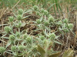 Eryngium campestre L. resmi