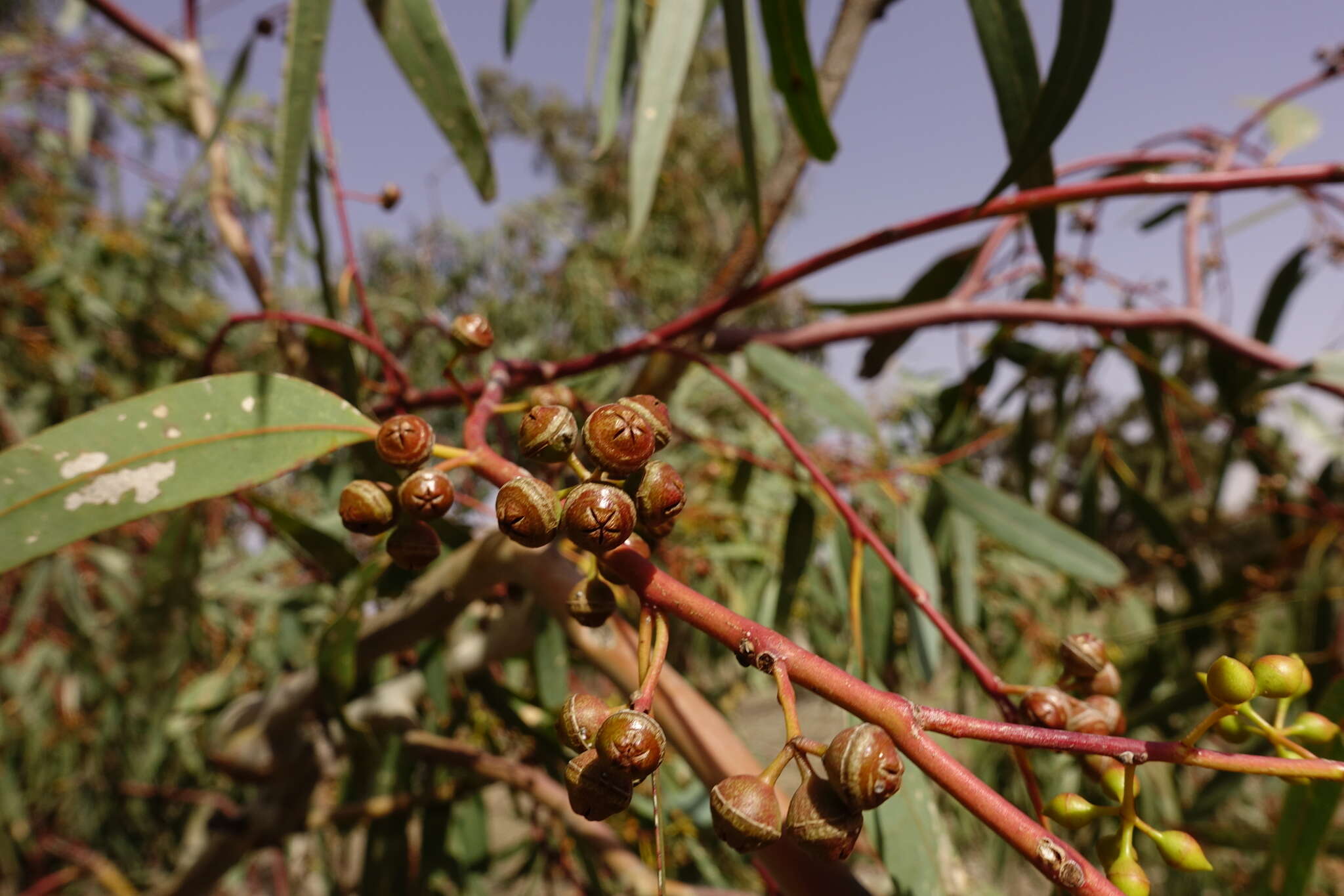 Слика од Eucalyptus camaldulensis subsp. camaldulensis