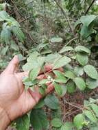 Image of Viburnum microphyllum (Oerst.) Hemsl.