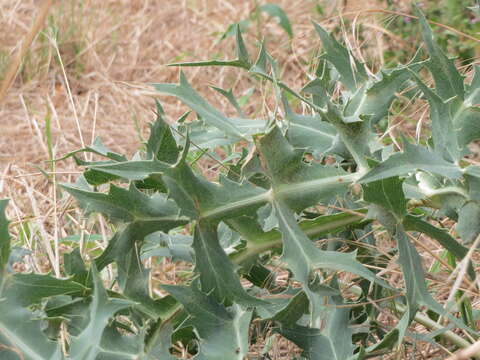 Imagem de Eryngium campestre L.