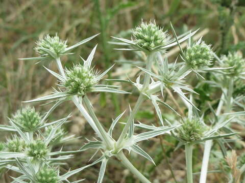 Image de chardon roulant