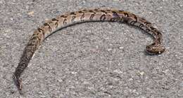 Image of Timber Rattlesnake