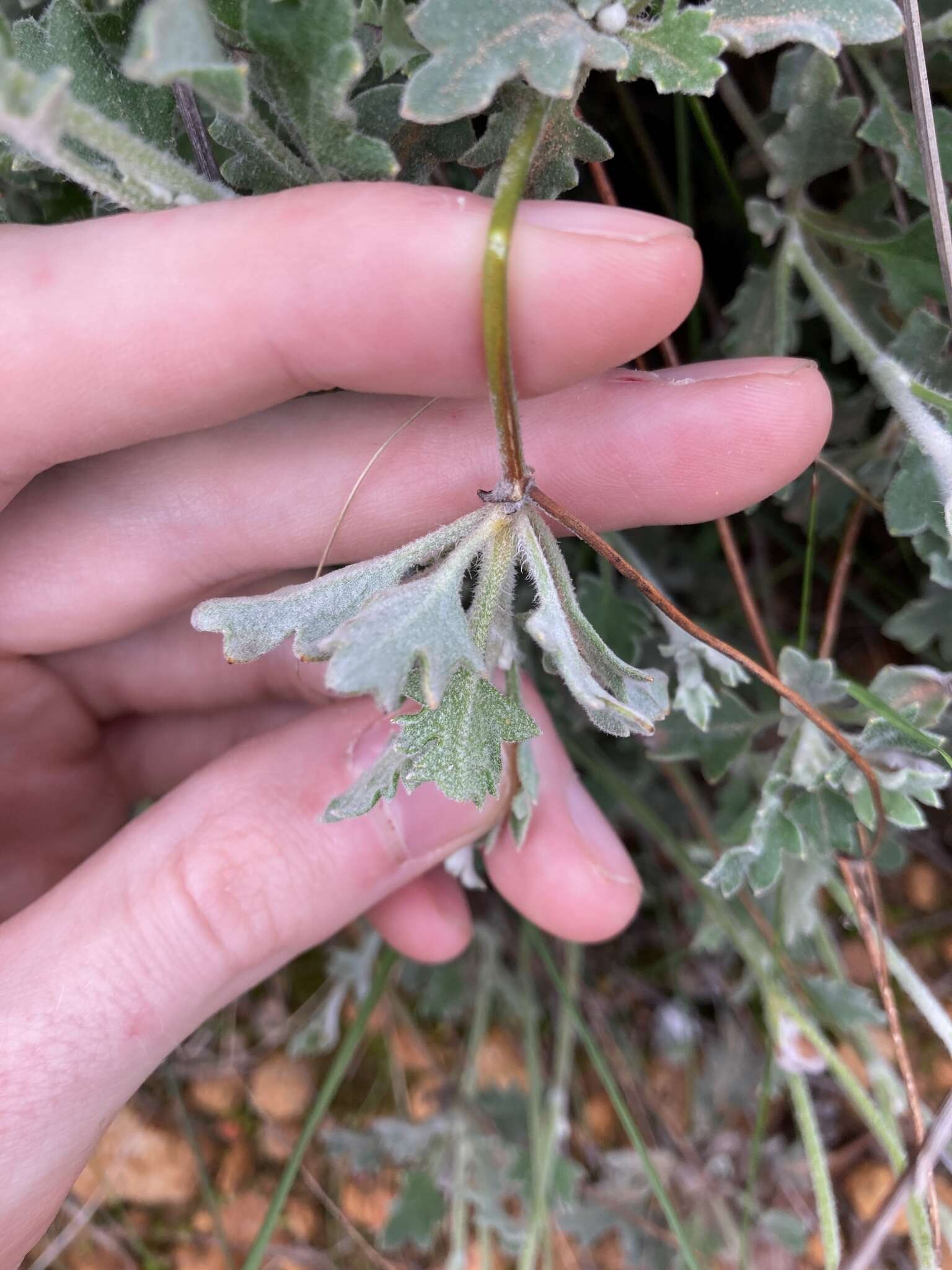 Image of Xanthosia tomentosa George