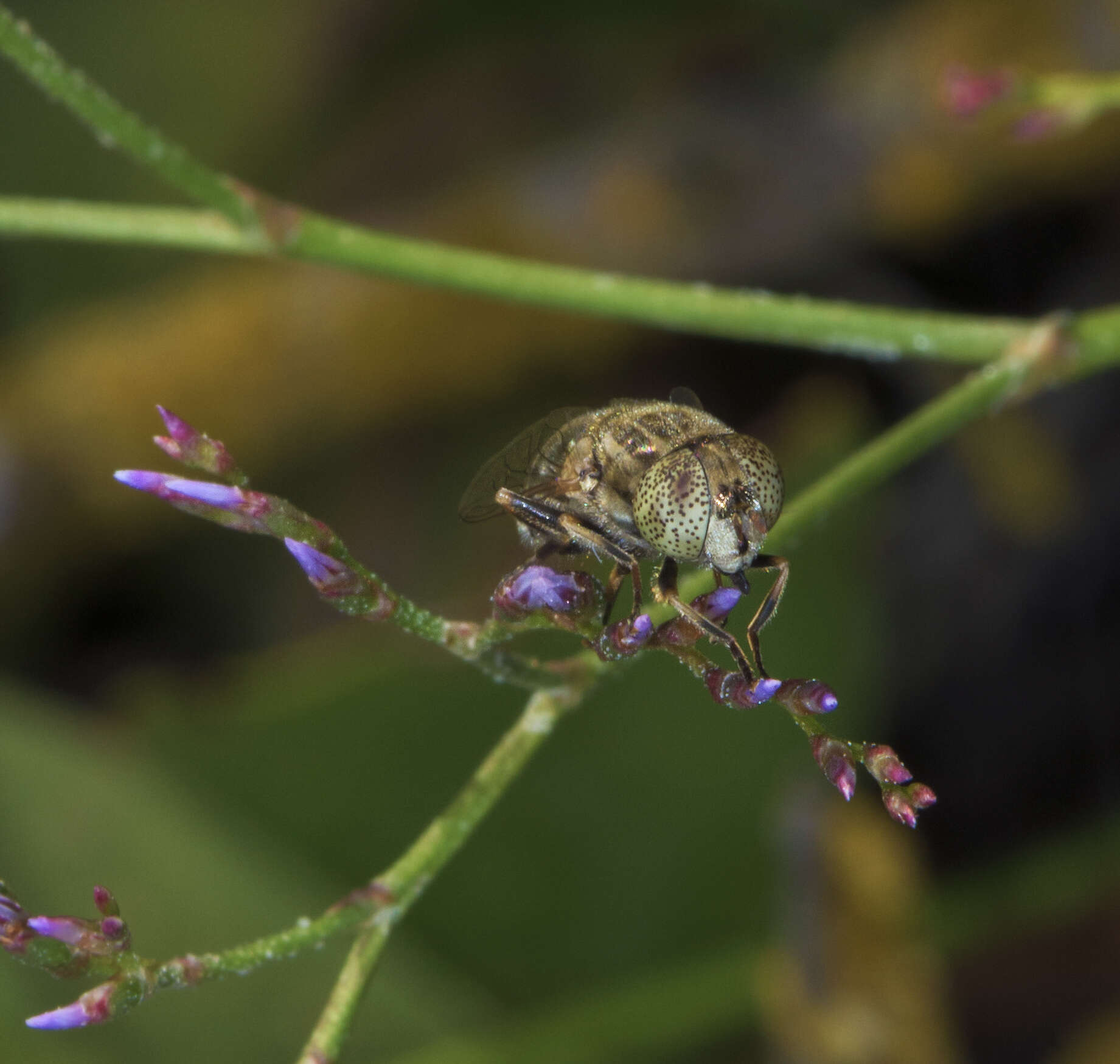 Image of Mediterranean sea lavender