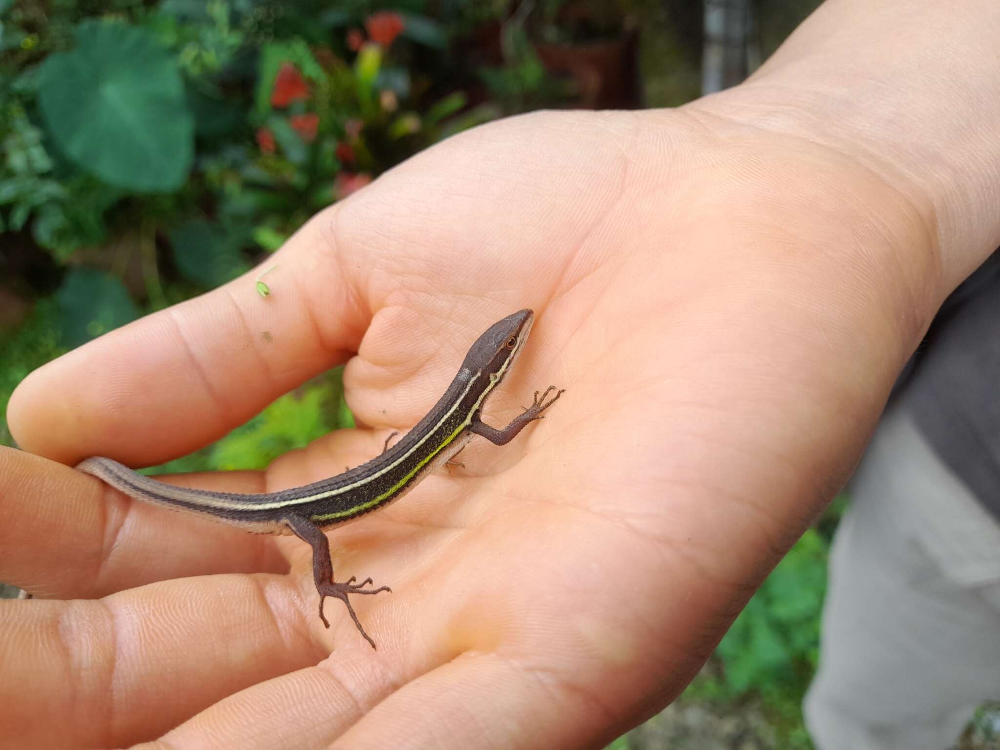 Image of Takydromus viridipunctatus Lue & Lin 2008