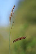 Image of glaucous sedge