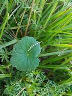 Image de Hydrocotyle bonplandii A. Rich.