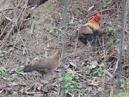 Image of Red Junglefowl