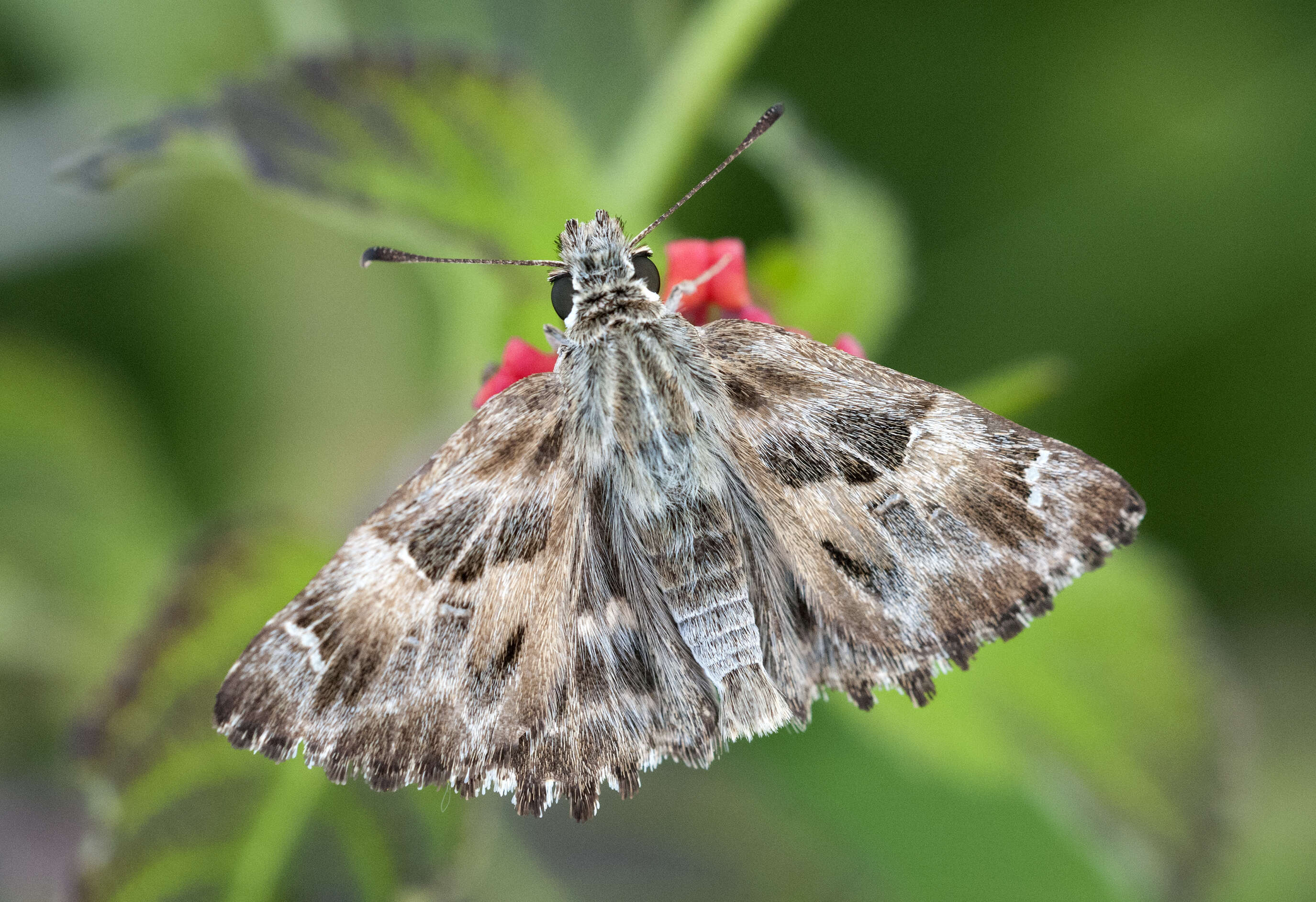 Image of Mallow Skipper