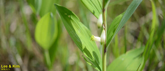 Polygonatum odoratum var. pluriflorum (Miq.) Ohwi的圖片