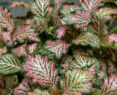 صورة Fittonia albivenis (Lindl. ex Veitch) R. K. Brummitt