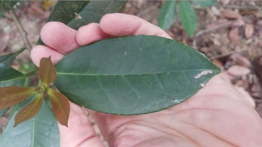 Image of Liquidambar chinensis Champ. ex Benth.