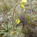 Image of Calceolaria scapiflora (Ruiz & Pav.) Benth.
