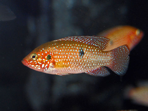 Image of <i>Hemichromis lifalili</i> Loiselle 1979