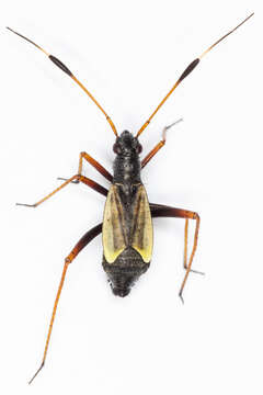 صورة Aphanosoma