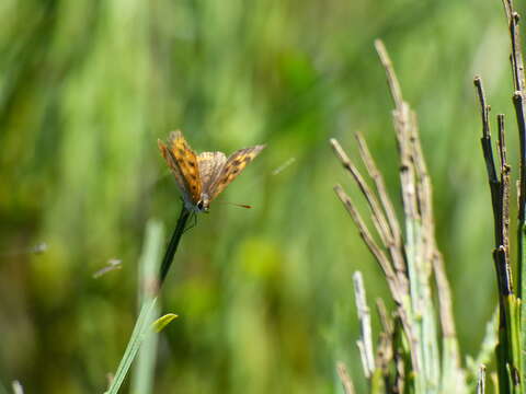 Lycaena phlaeas phlaeoides (Staudinger 1901) resmi