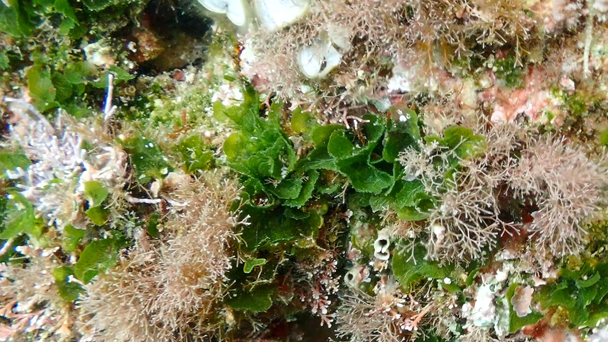 Image of Anadyomene stellata