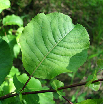 Image of Salix pyrolifolia Ledeb.