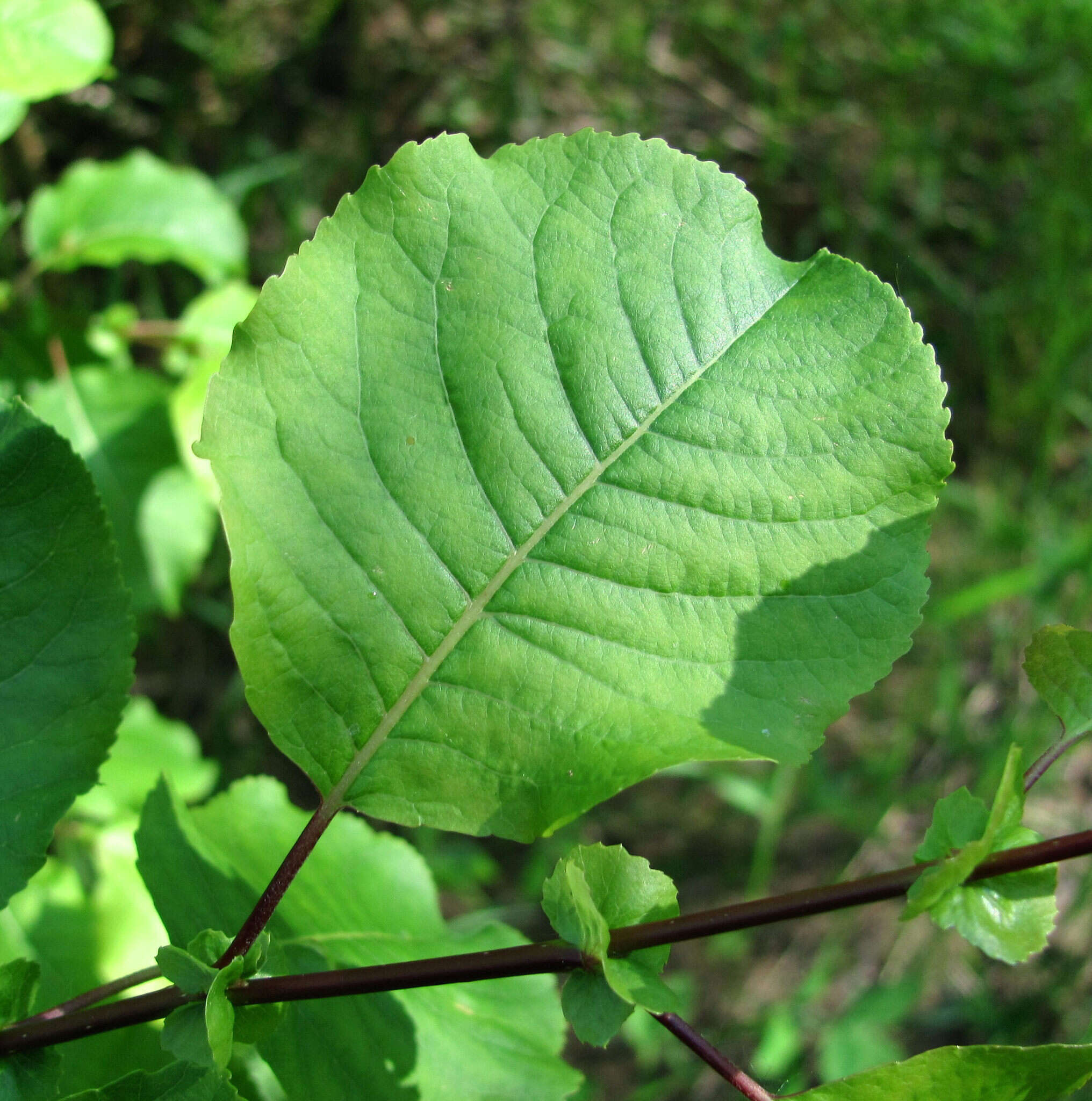 Image de Salix pyrolifolia Ledeb.