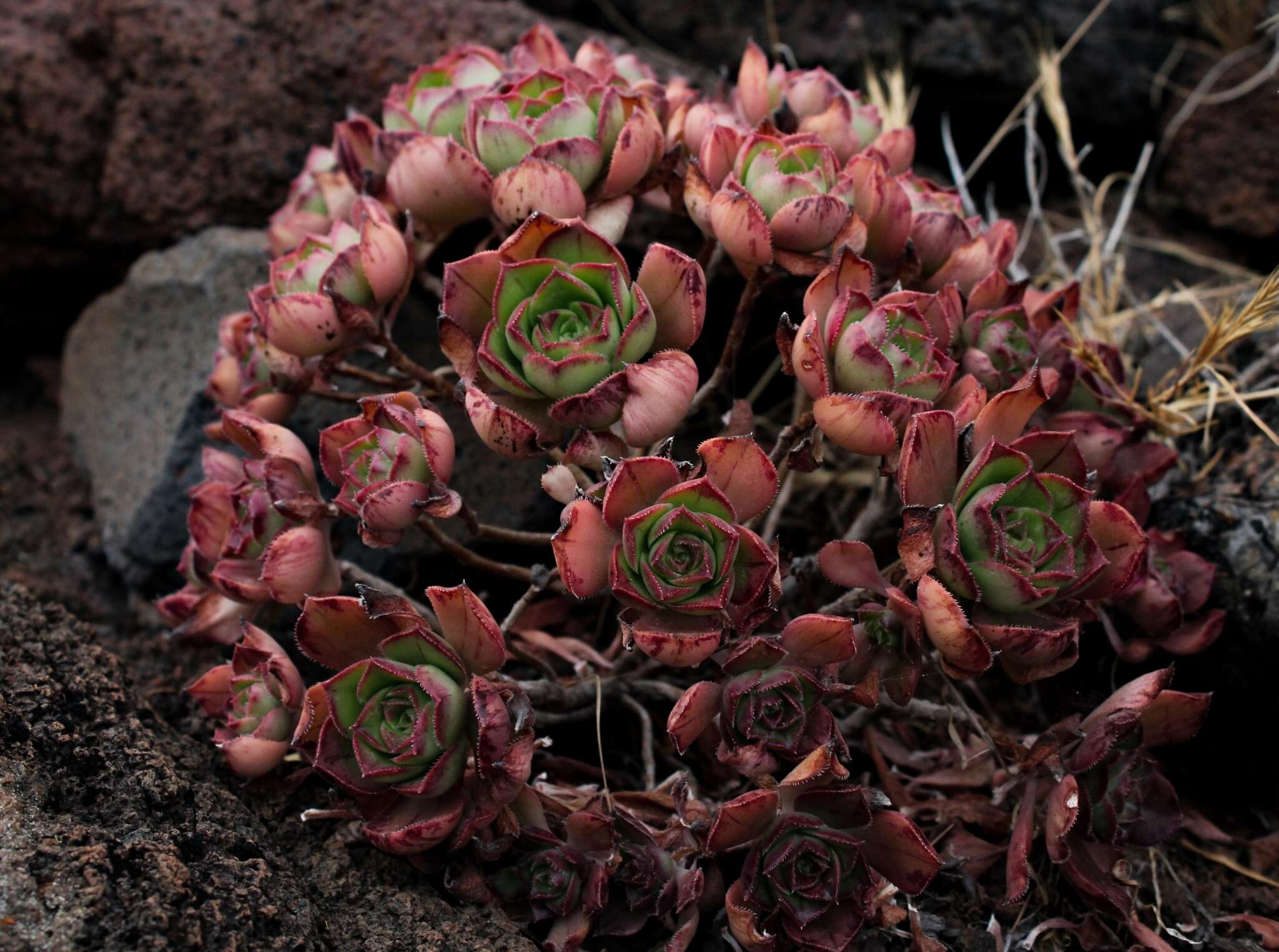 Image of Aeonium volkeri E. Hernandez & A. Banares