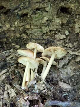 Image of Marasmius cystidiosus (A. H. Sm. & Hesler) Gilliam 1976