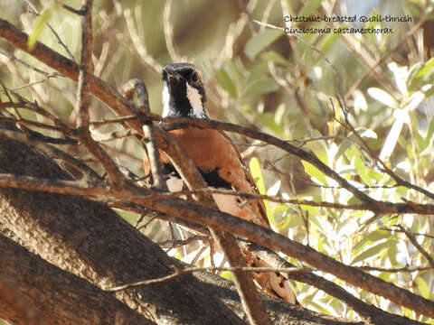 Imagem de Cinclosoma castaneothorax Gould 1849