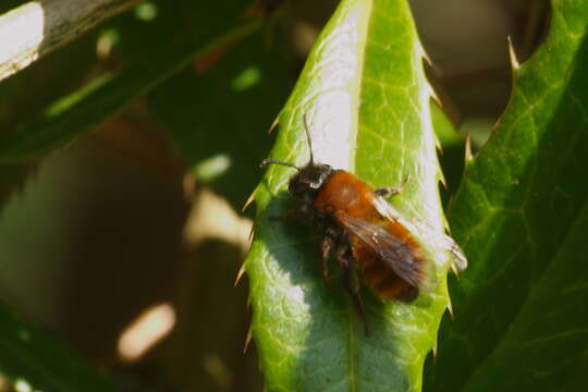 Image de Andrena fulva (Müller 1766)