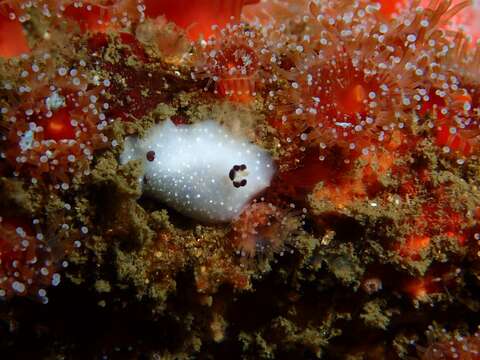 Image de Cadlina limbaughorum Lance 1962