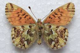 Image of <i>Boloria <i>alaskensis</i></i> alaskensis