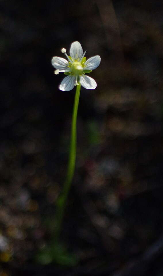 Image of Small-Flower Grass-of-Parnassus