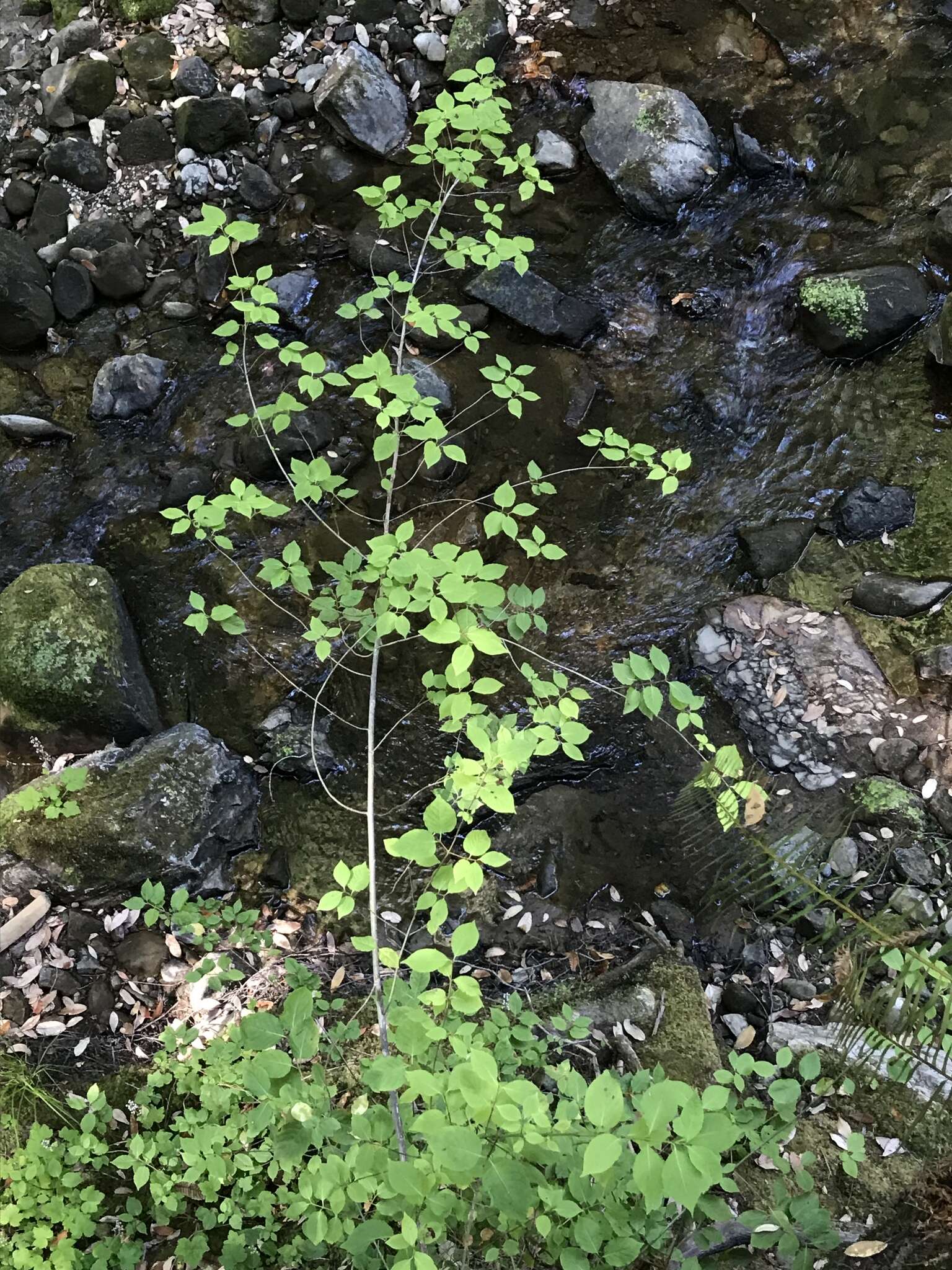 Imagem de Euonymus occidentalis Nutt. ex Torr.