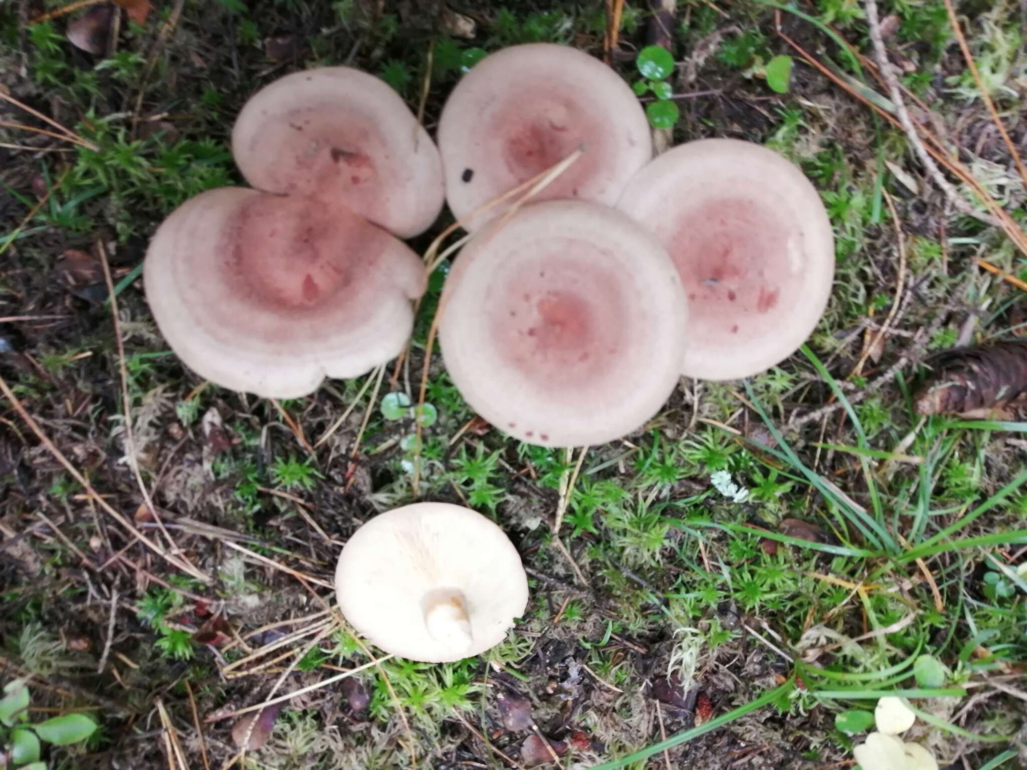 Image of Fenugreek milkcap