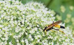 Sivun Ichneumon extensorius Linnaeus 1758 kuva