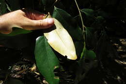 Image de Opisthiolepis heterophylla L. S. Smith