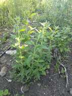 Image of hoary mountainmint