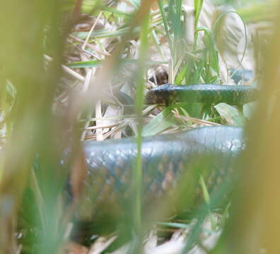 Image of Australischer Amethystpython