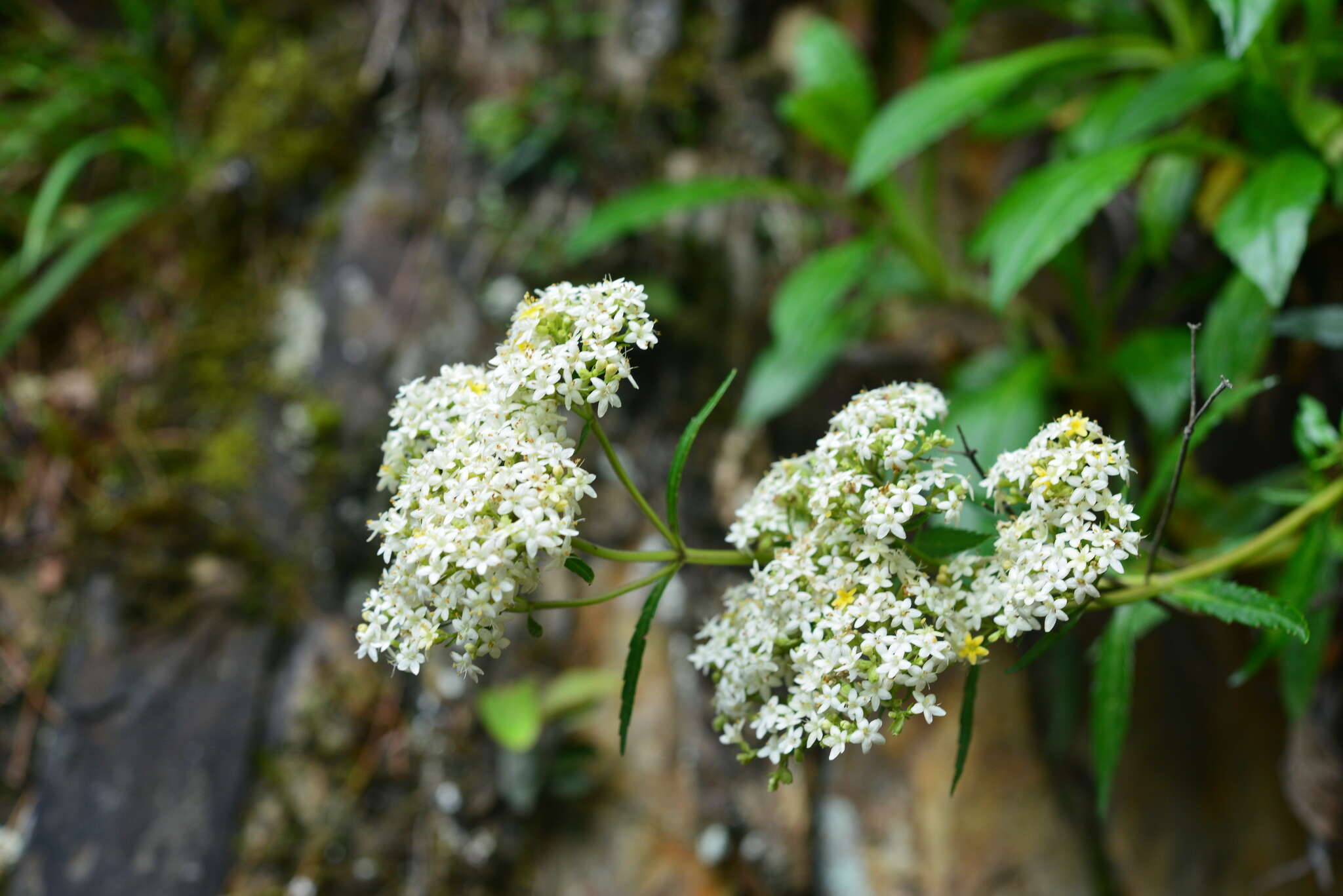 Image of Patrinia glabrifolia Yamam. & Sasaki