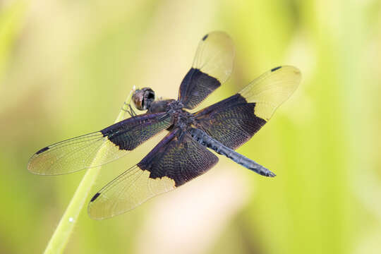 Image of Rhyothemis braganza Karsch 1890