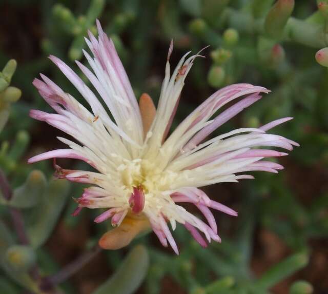 Imagem de Mesembryanthemum noctiflorum subsp. defoliatum (Haw.) Klak