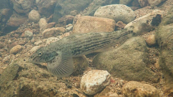 Image of loach gobies