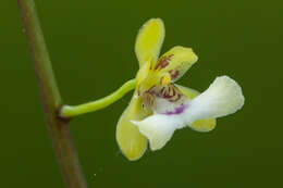 Image of Oeceoclades lonchophylla (Rchb. fil.) Garay & P. Taylor
