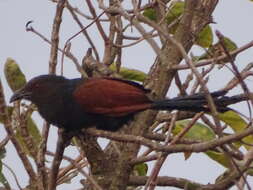 Imagem de Centropus sinensis parroti Stresemann 1913