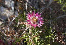 Imagem de Carlina pygmaea (Post) Holmboe