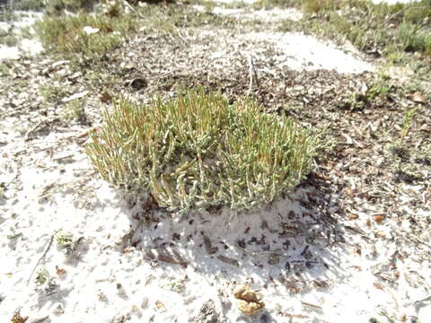 Image de Selaginella arenicola Underw.