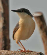 Image of Ashy Prinia