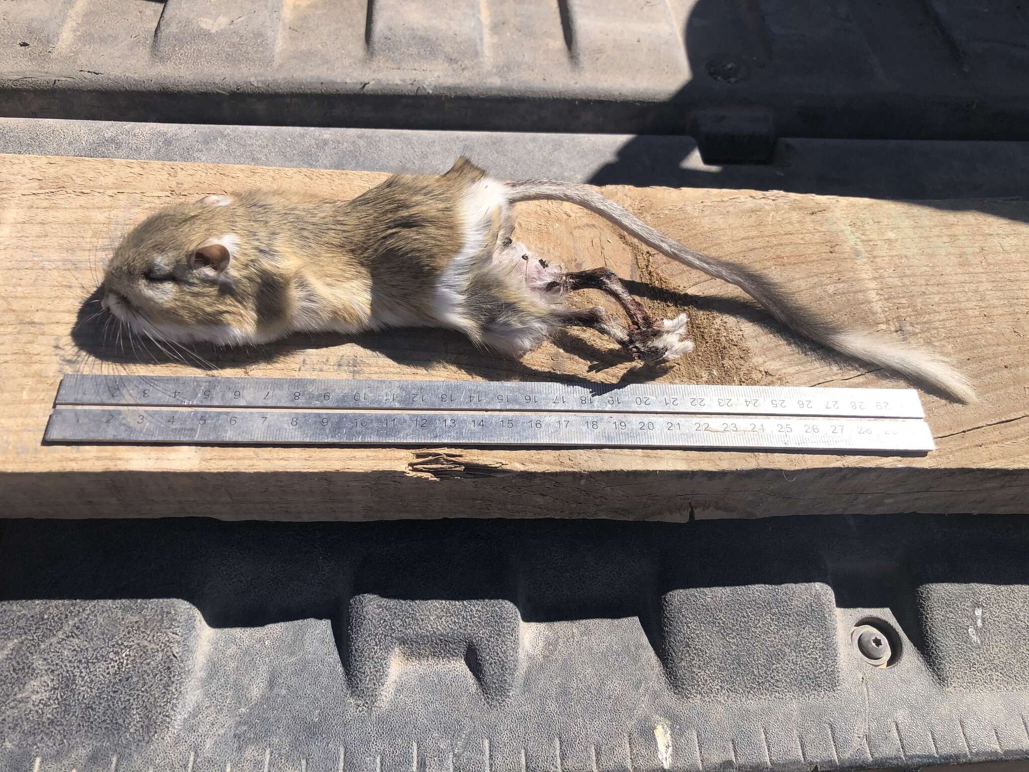 Image of banner-tailed kangaroo rat