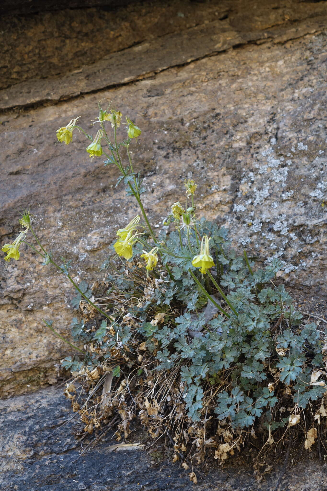 Image of Aquilegia viridiflora Pall.